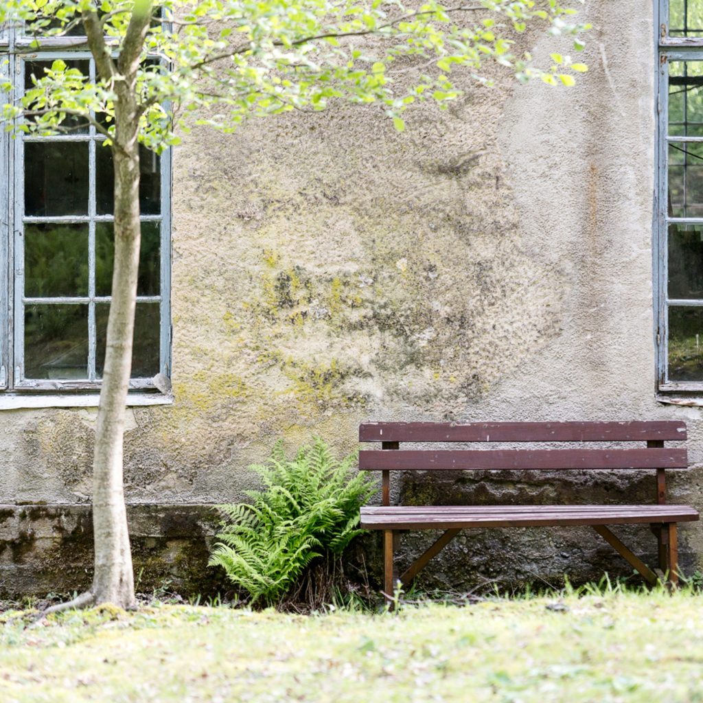Nuori lehtipuu, saniaispensas ja puupenkki vanhan kivisen kokoonpanohallin seinustalla rivissä.
